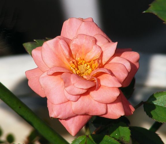 Teddy Bear photo tb2013_09120029_zpsac4f71a8.jpg